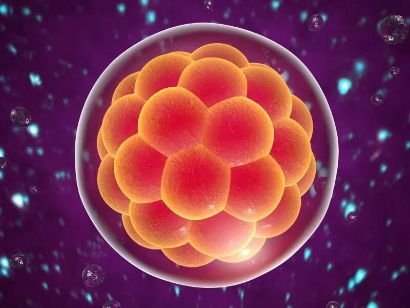 Blastocyst